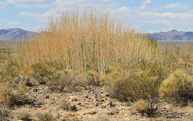 Tallgrass near a desert spring in Desert National Wildlife Refuge