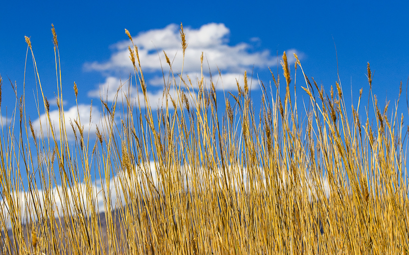 Blue sky highlights the tallgrass at a desert spring in Desert National Wildlife Refuge