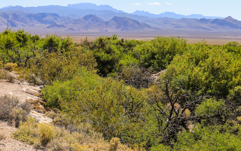 Spring fed vegetation in Desert National Wildlife Refuge