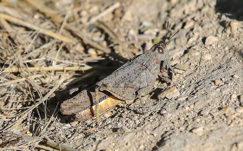 Camouflaged Grasshopper along the Nature Trail in Fossil Butte National Monument