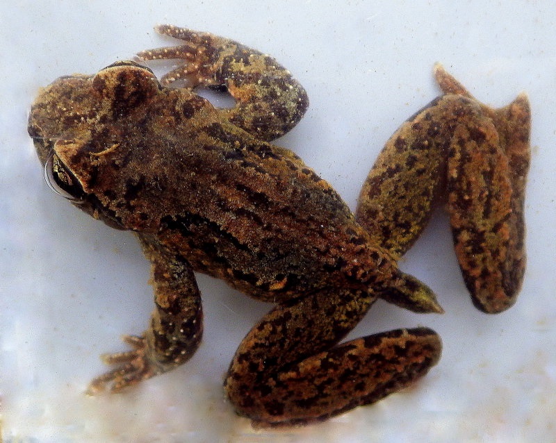 Coastal Tailed Frog