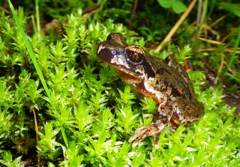 Coastal Tailed Frog