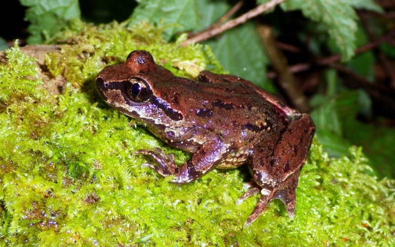 Coastal Tailed Frog