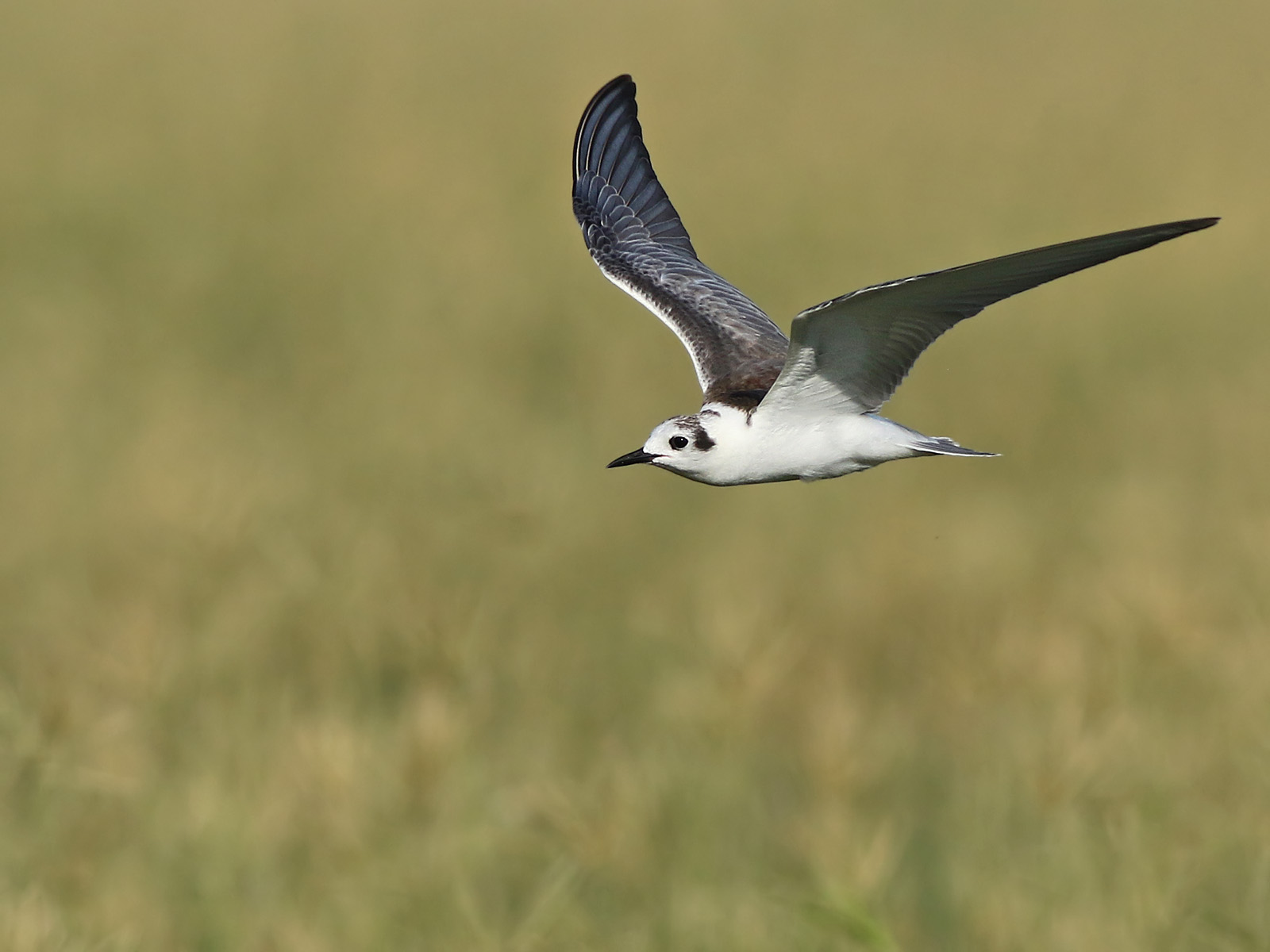 White-winged Tern (Chlidonias leucopterus) 