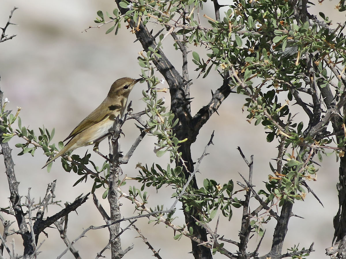 Plain Leaf Warbler (Phylloscopus neglectus)