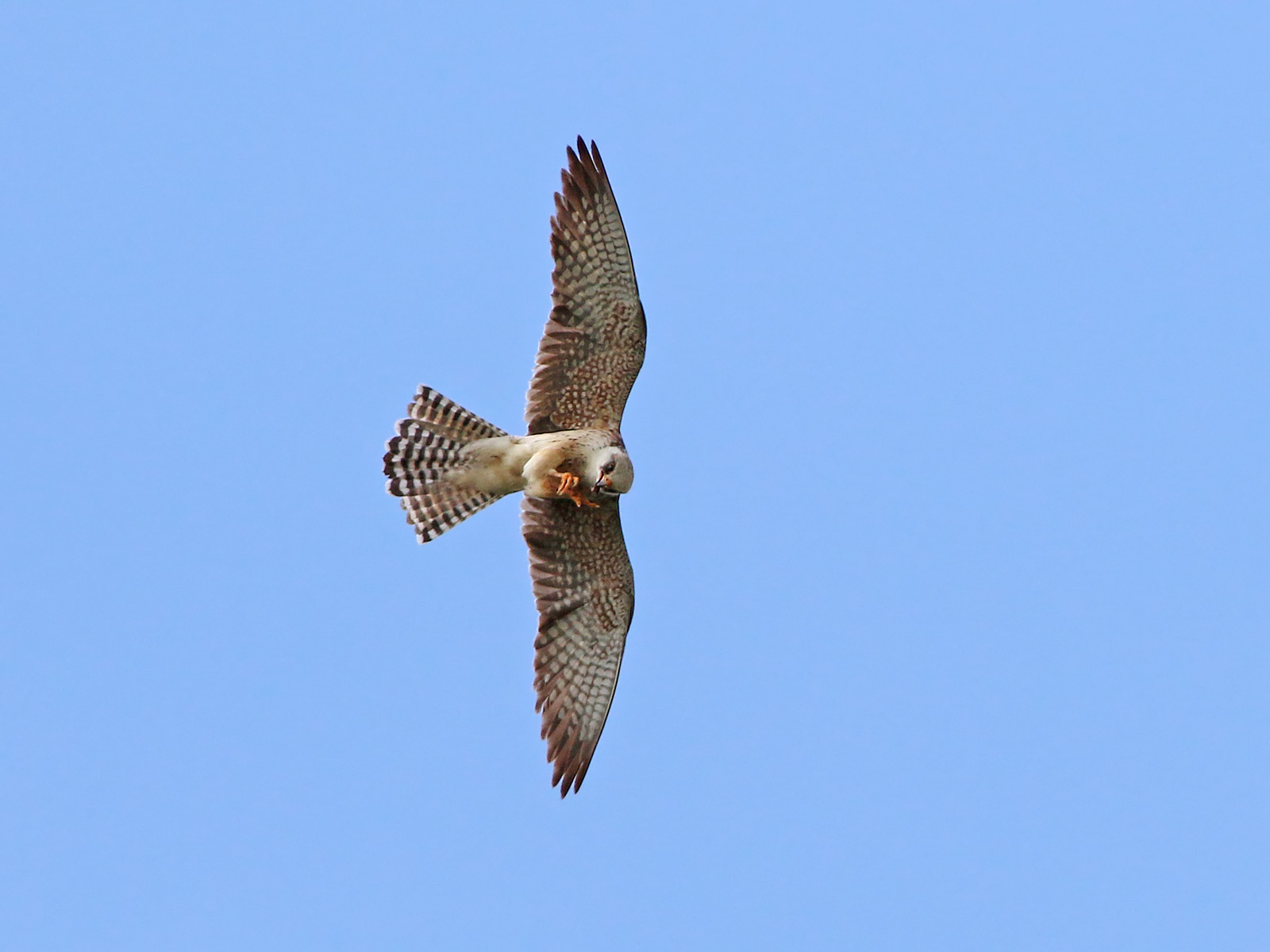 Red-footed Falcon (Falco vespertinus)