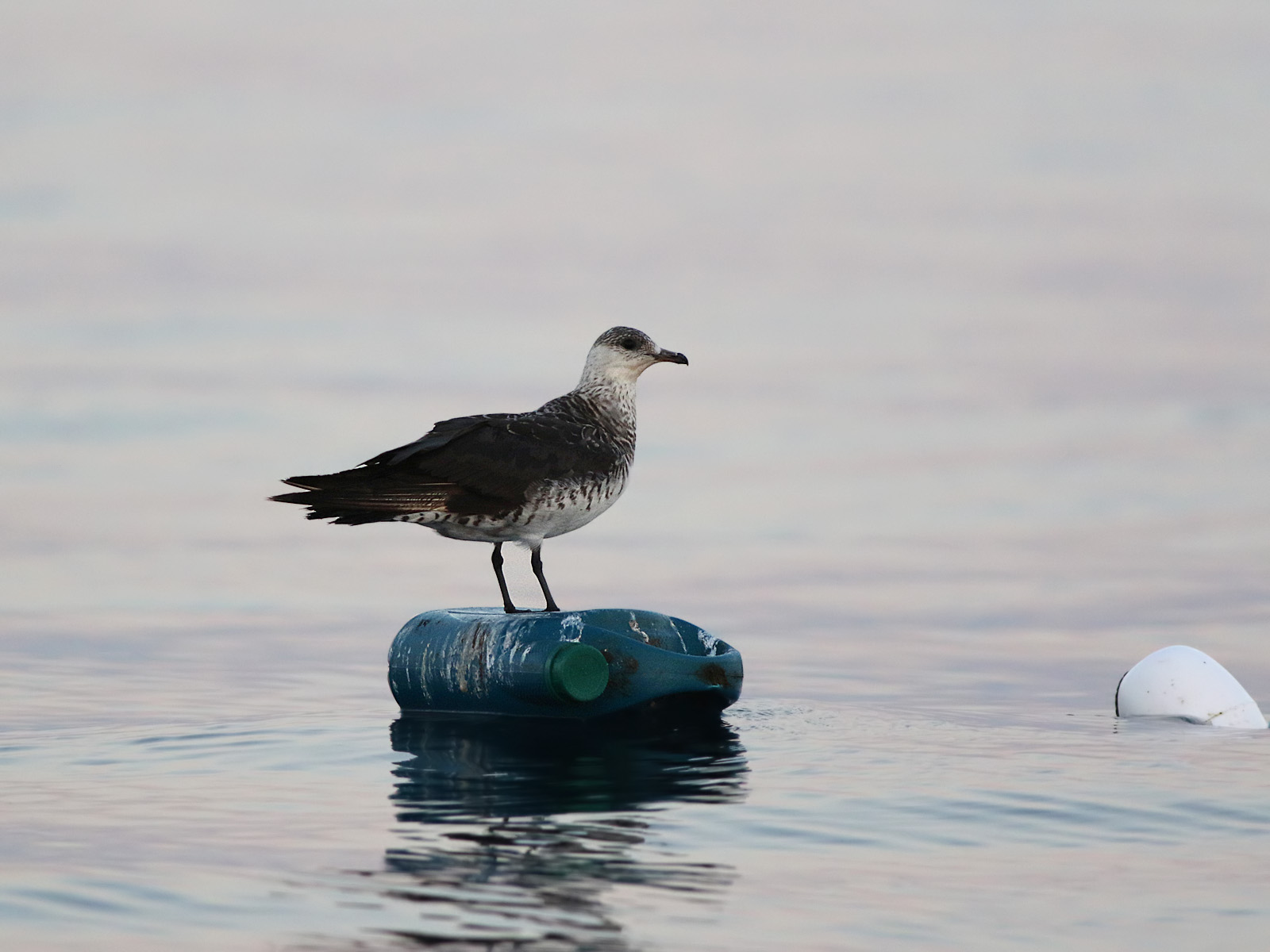 Arctic Jaeger (Stercorarius parasiticus)