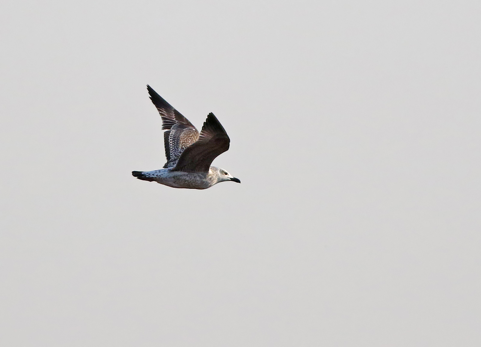 Yellow-legged Gull (Larus michahellis)