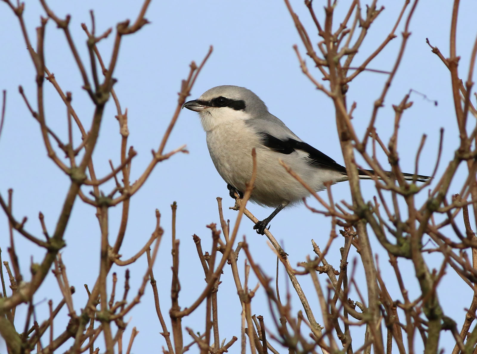 Great Grey Shrike (Lanius excubitor)