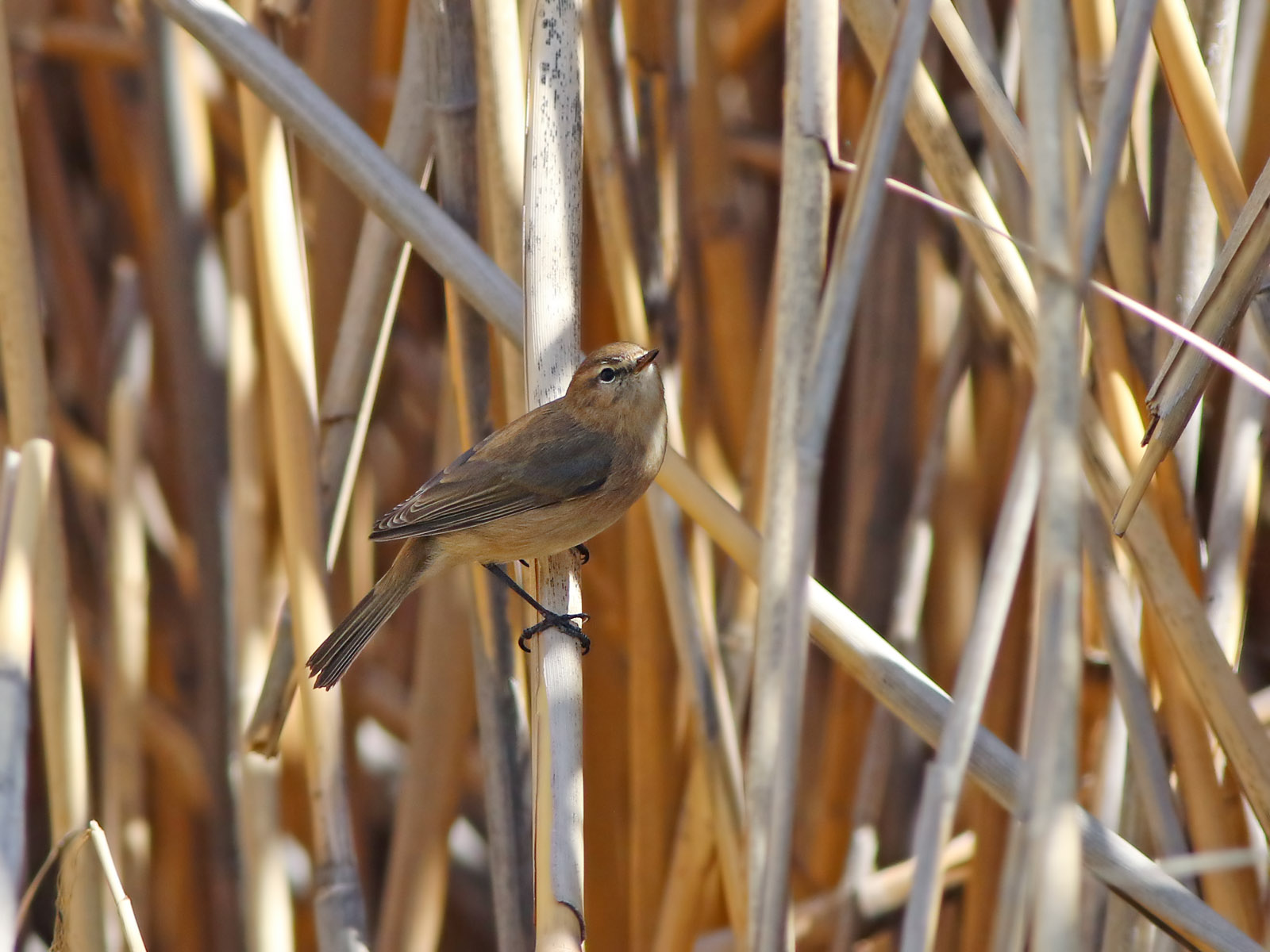 Mountain Chiffchaff (Phylloscopus sindianus) 