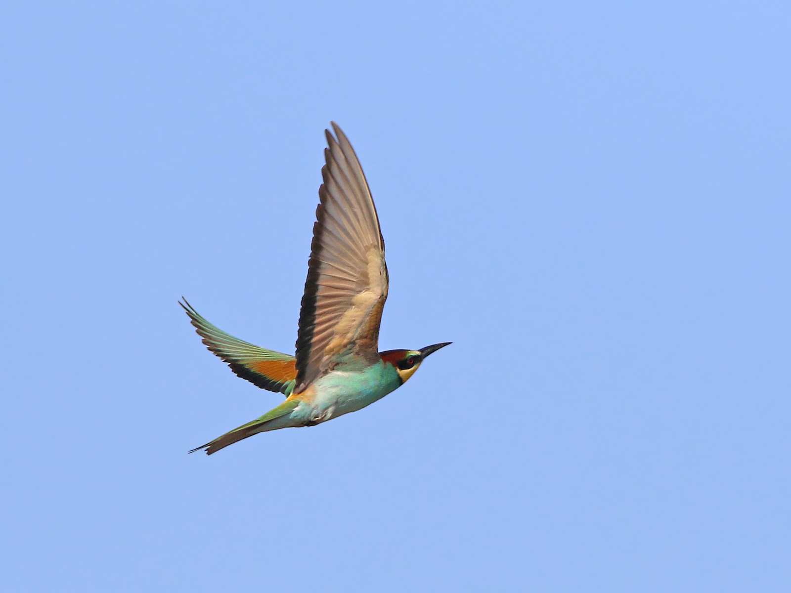 European Bee-eater (Merops apiaster)