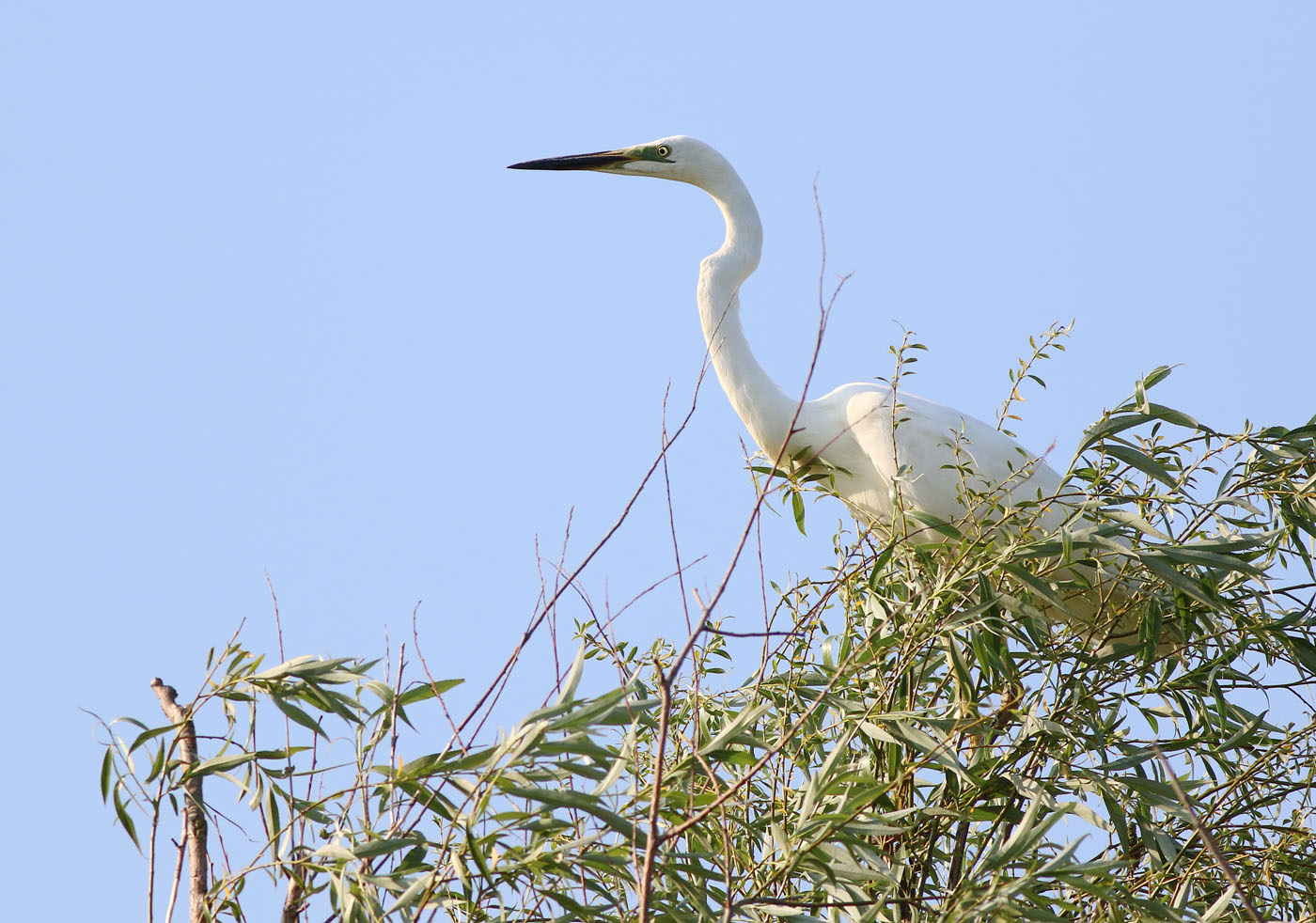 Great White Egret (Ardea alba)