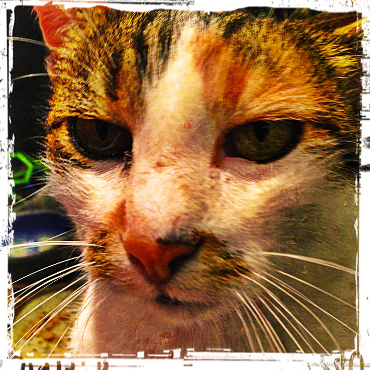 Quoi ? Quoi ?