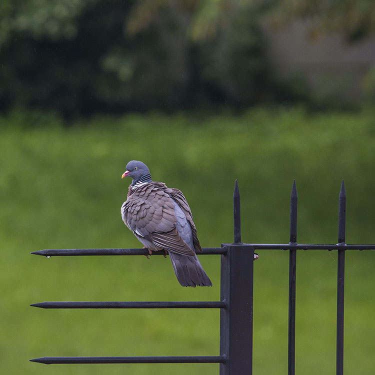 Pigeon ramier du jardin