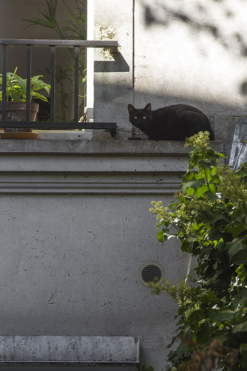 Chat perch