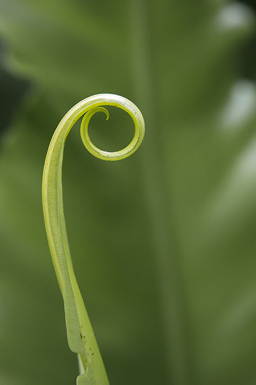Arabesque