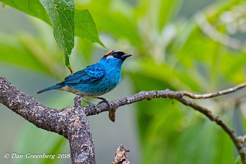 Golden-naped Tanager