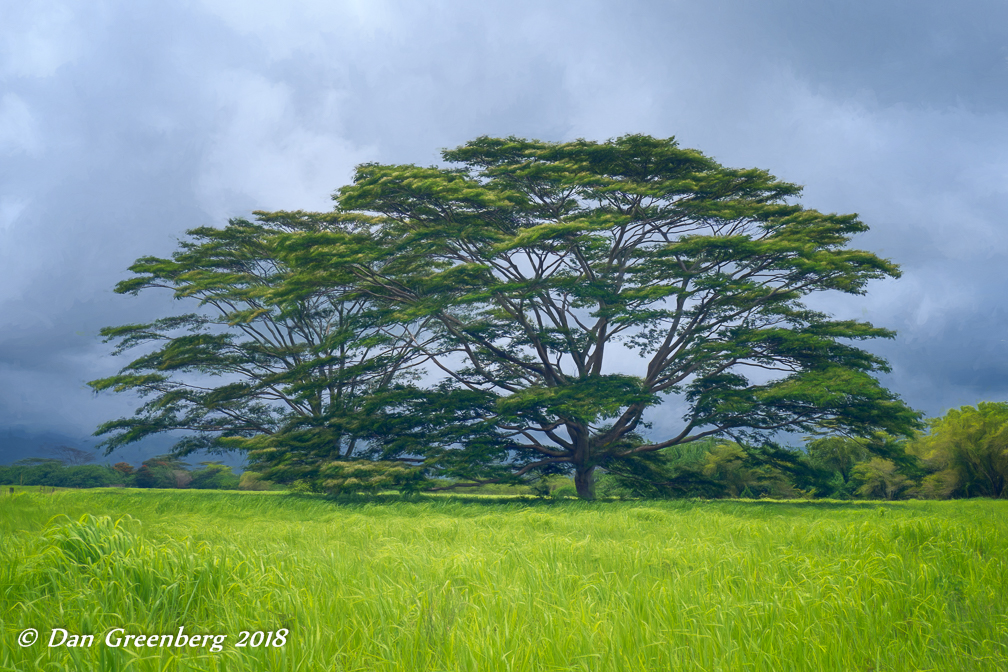 Albizia Trees