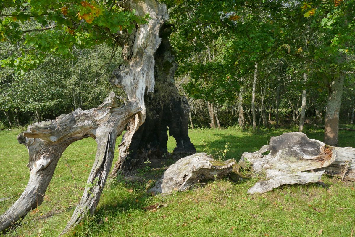 Northern Gauja meadows near Zile