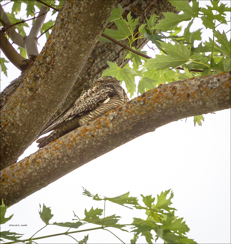 Common nighthawk, Lincoln Co. WA