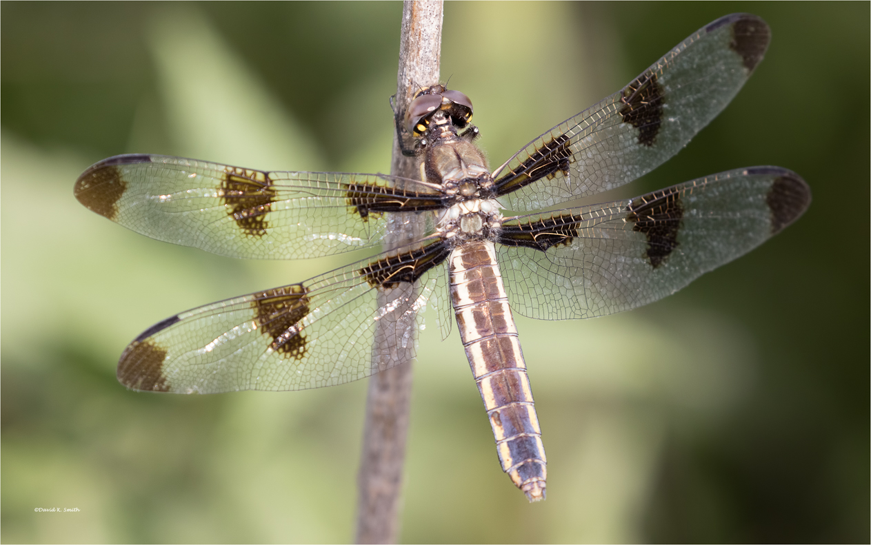 Twelve spotted female skimmer Lincoln Co. WA  