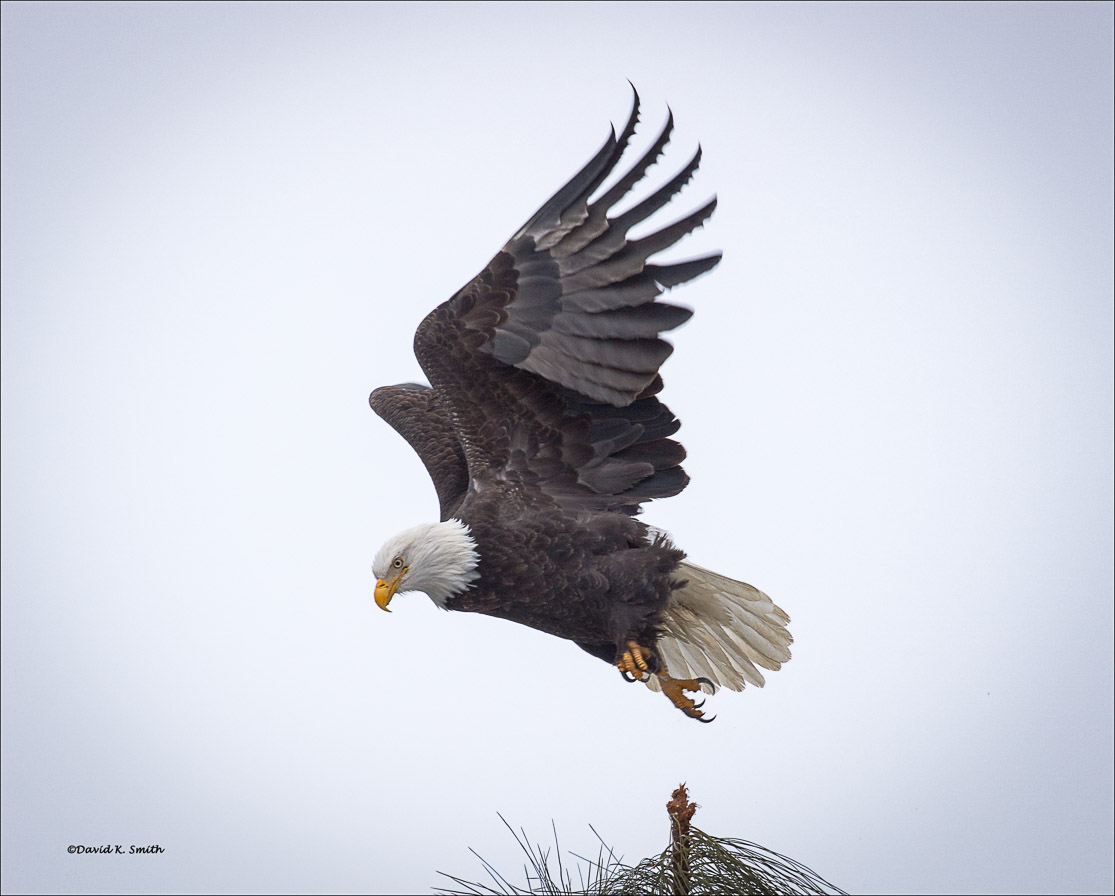 Bald Eagle n Flight Coeur D Alene ID