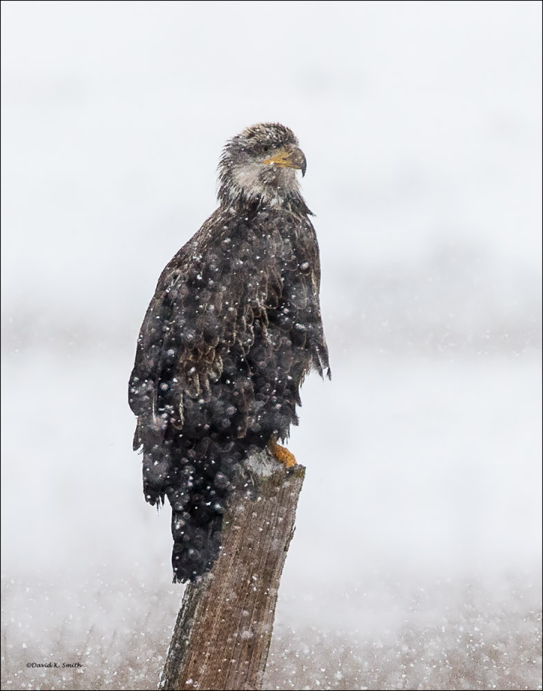 Bald Eagle in snow, North Idaho