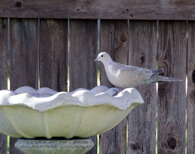 Eurasian Collared Dove - IMG_7118.JPG