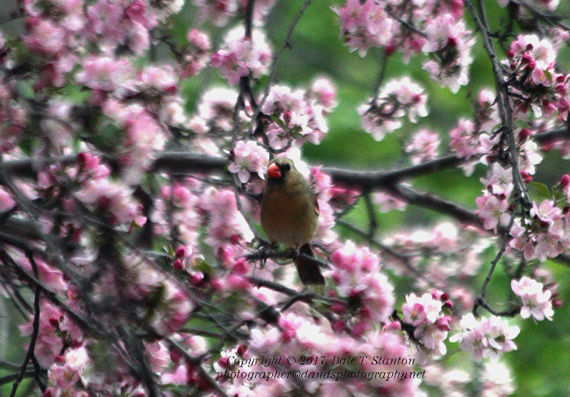 Female Cardinal - IMG_7135.JPG