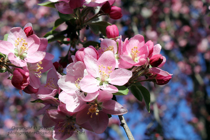 Crabapple Blossom - IMG_7097.JPG