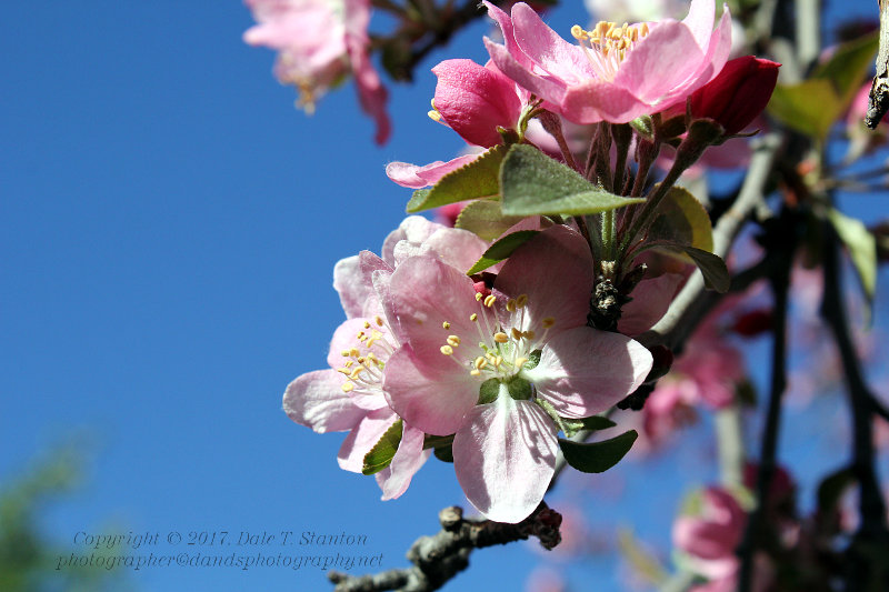 Crabapple Blossom - IMG_7108.JPG