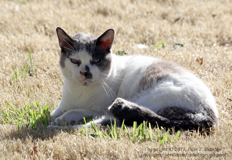 Grumpy - IMG_7122.JPG