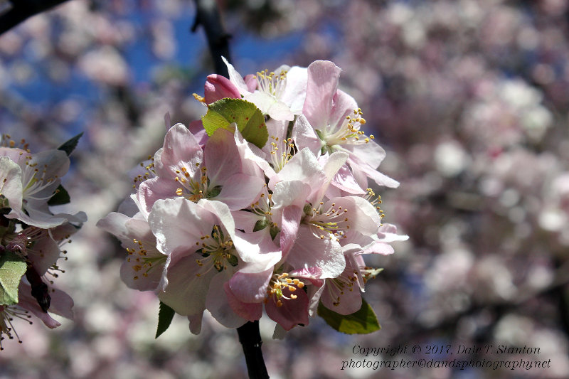 Blossoms - IMG_7197.JPG
