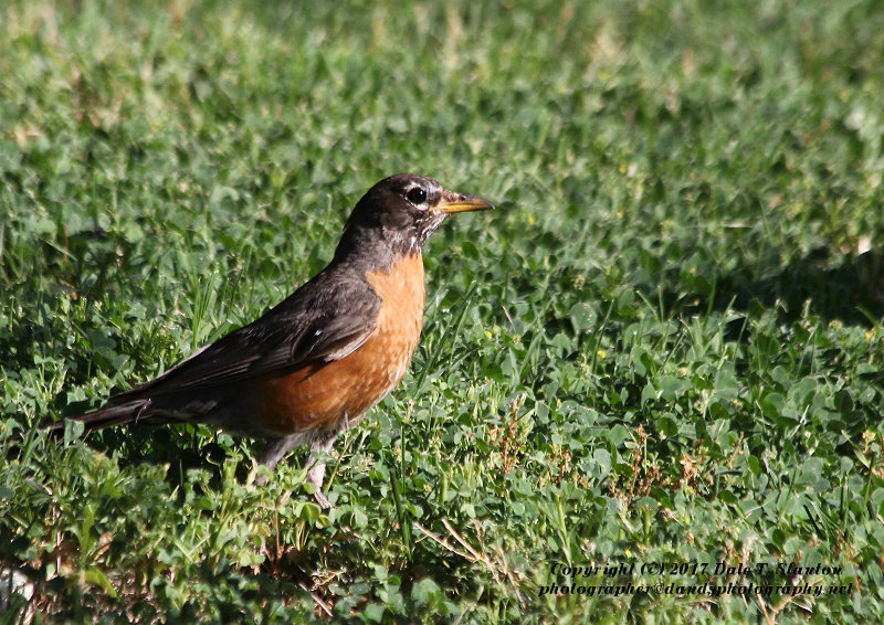 Robin Red Breast - IMG_8226.JPG