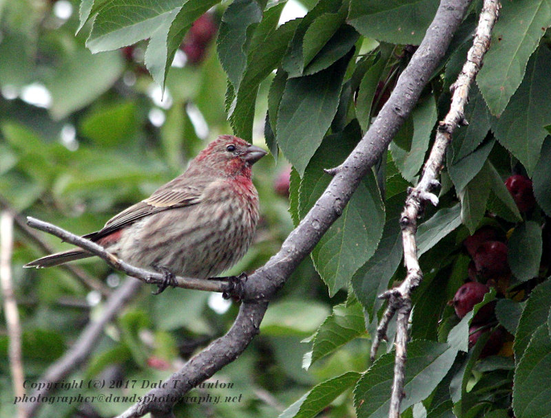 House Finch in the Crabapple Tree - IMG_8265.JPG