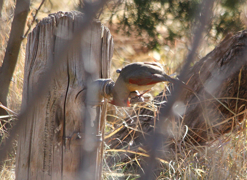 Thirsty Cardinal - IMG_8582.JPG