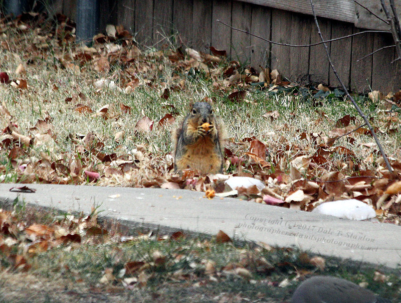 Dining on Crabapple - IMG_8819.JPG