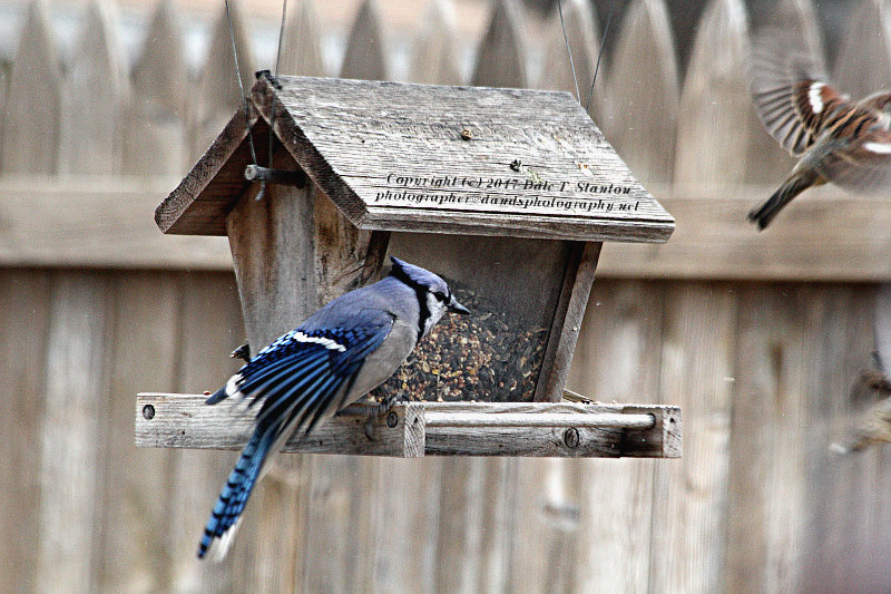 Chasing Sparrows Away - IMG_8847.JPG