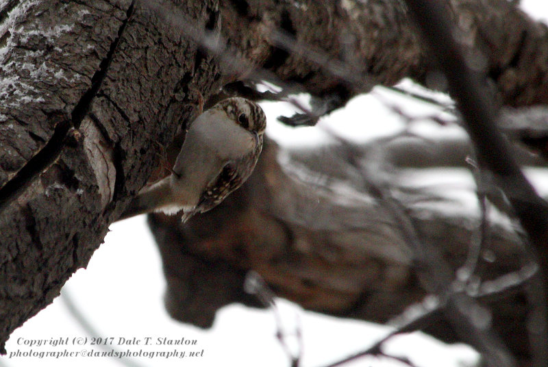 Brown Creeper - IMG_8860.JPG