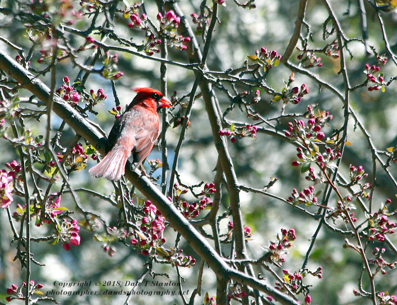Male Cardinal in the Crabapple Tree - IMG_9317.JPG