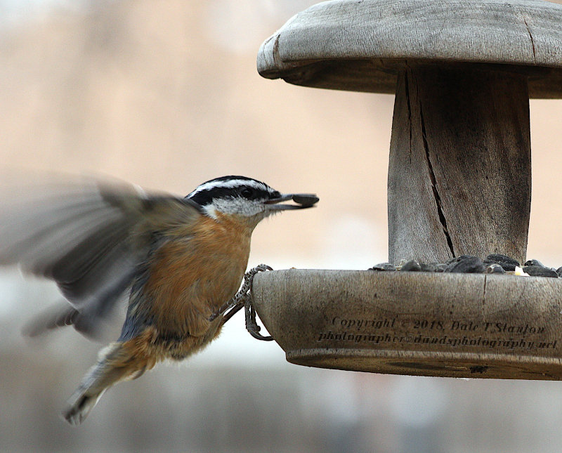 Nuthatch Taking Off - IMG_1520.JPG