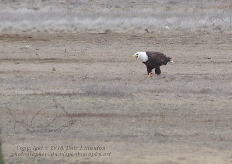 Bald Eagle Dining - IMG_1708.jpg