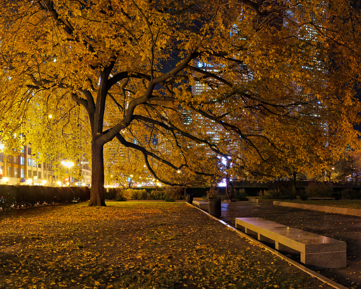 Fall at Night