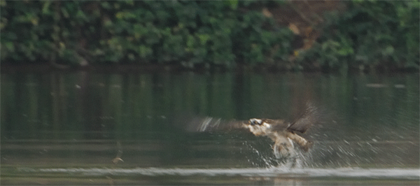 Pandion haliaetus,  Western Osprey
