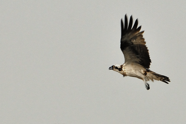 osprey101.gif