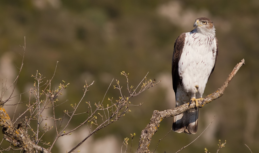 Bonellis eagle / Havikarend