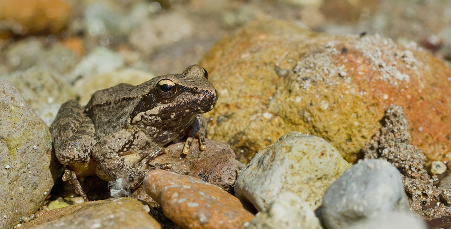 Greek stream frog / Griekse beekkikker