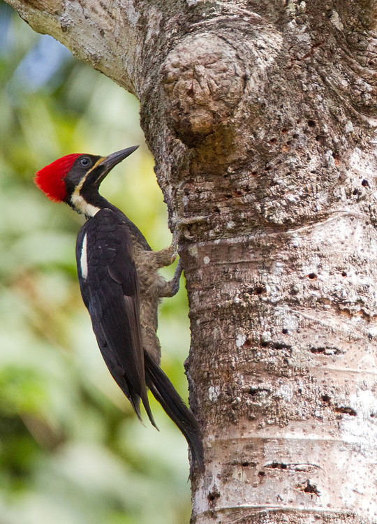 Lineated woodpecker / Gestreepte helmspecht