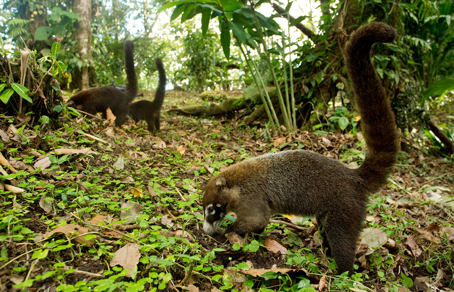 White-nosed Coati / Witsnuitneusbeer