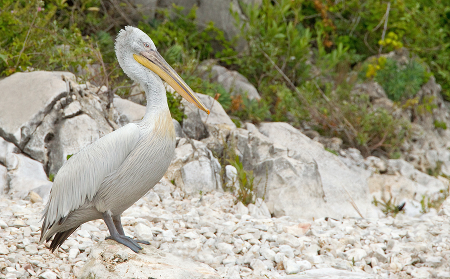 Dalmatian pelican / Kroeskoppelikaan